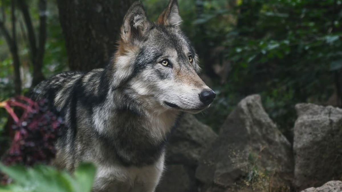 První vlci se u nás znovu začali objevovat na počátku devadesátých let. Od té doby jejich počty úspěšně stoupají.