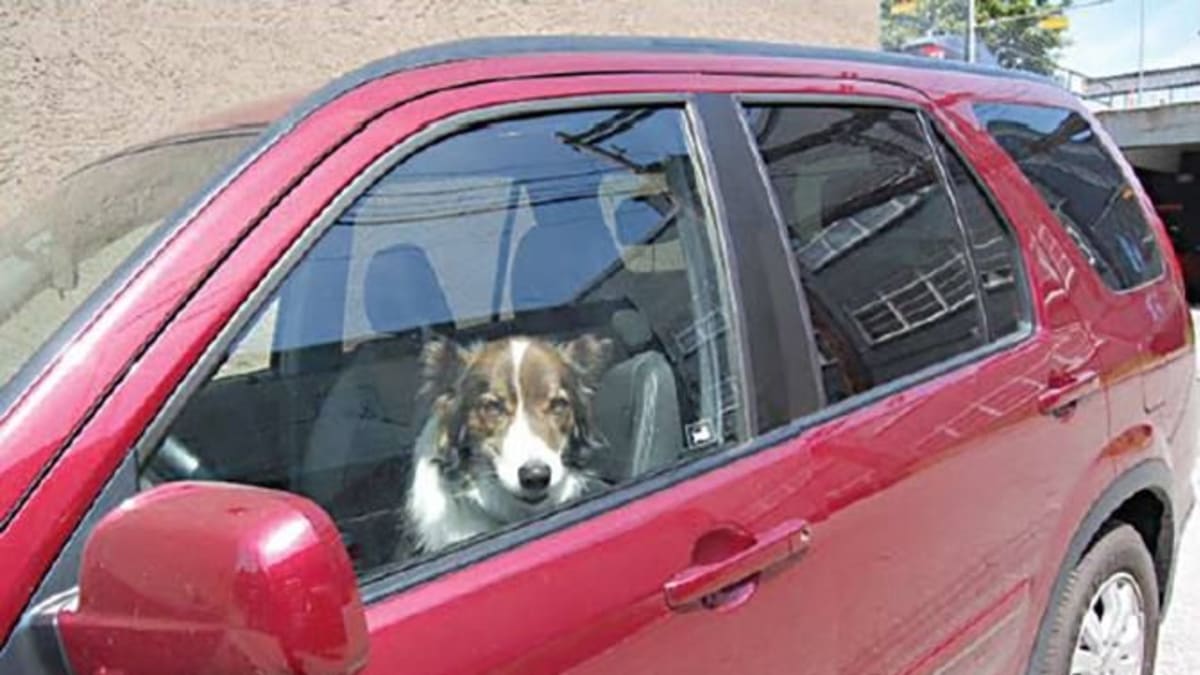 Nenechávejte psa v autě ani na 10 minut