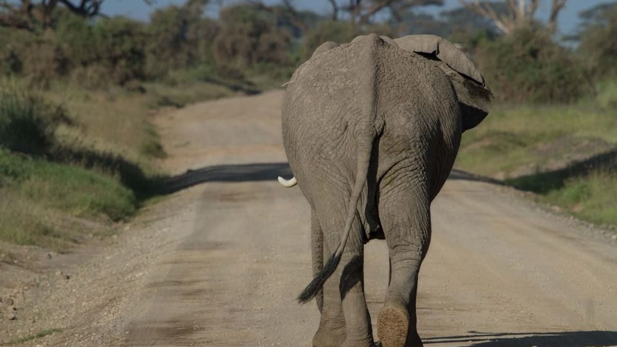 Sloni jsou vysoce společenská a inteligentní zvířata, pro které je pobyt v cirkuse či zoo utrpením.