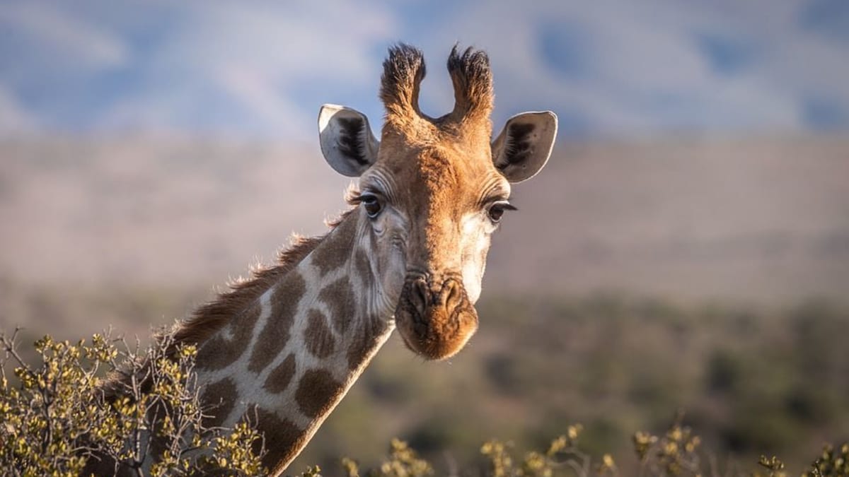 „Tito něžní obři jsou přehlíženi,“ prohlásil na konto žiraf britský dokumentarista David Attenborough.