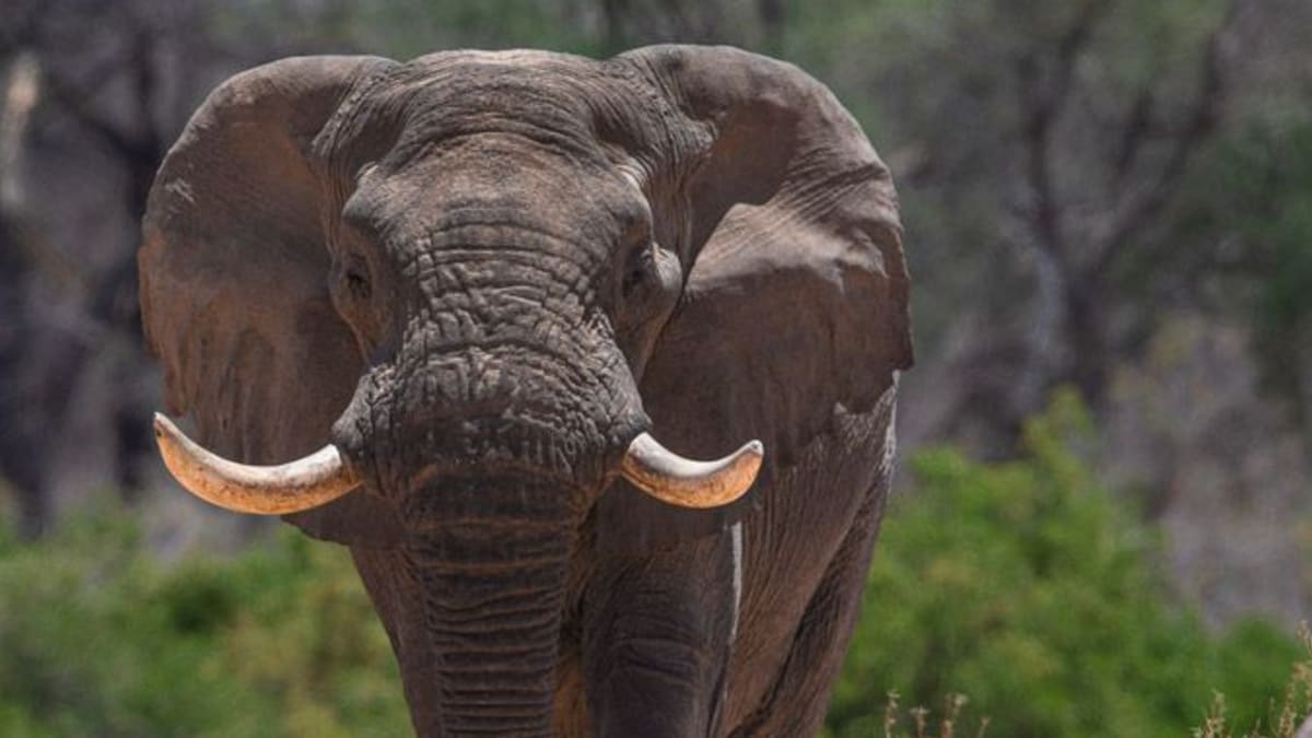 Sloni patří spolu s velkými africkými šelmami mezi druhy nejvíce ohrožené trofejovým lovem.