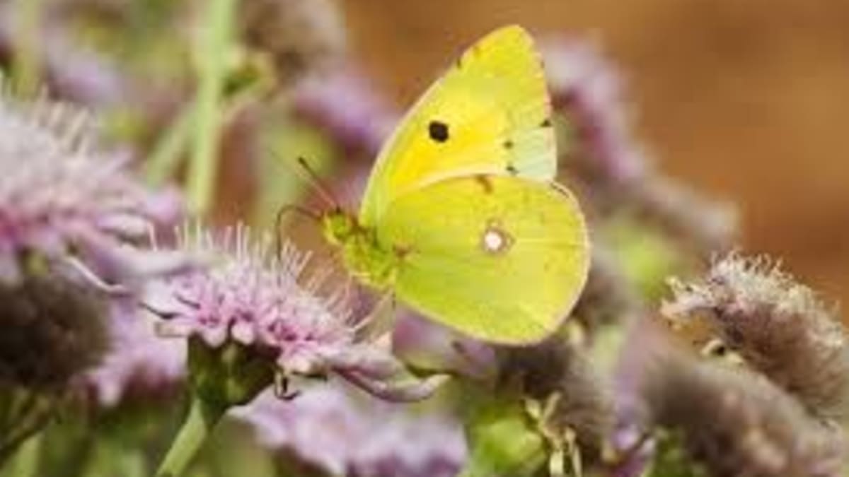 Motýli a další hmyz na negativní změny v prostředí reagují jako první.