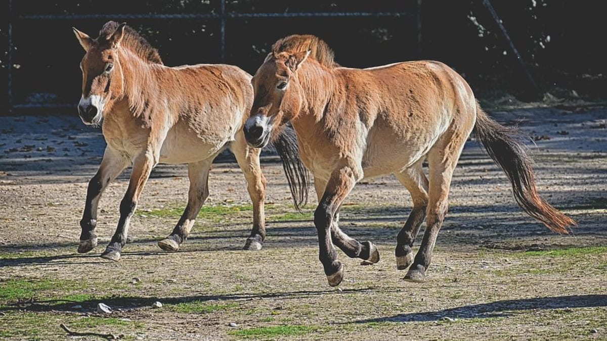 Koně Převalského jsou údajně posledním druhem divokých koní.