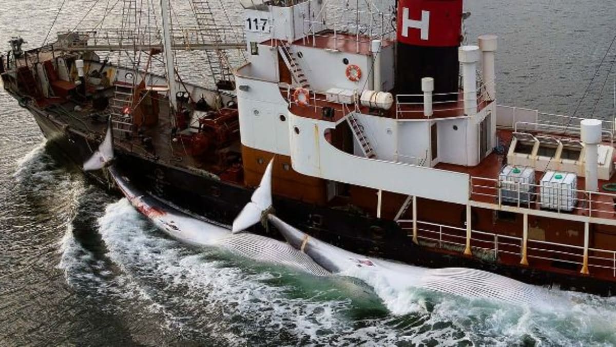 Velrybáři se neštítí ani tak odporných činů, jako je zabíjení nastávajících matek.