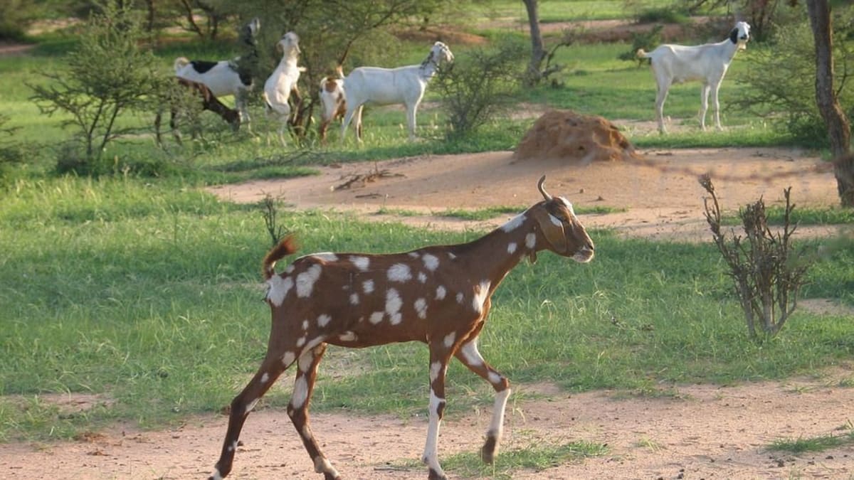 Velkým problémem pro antilopy jsou i volně se pasoucí zvířata. Obírají je o životní prostor i potravu.