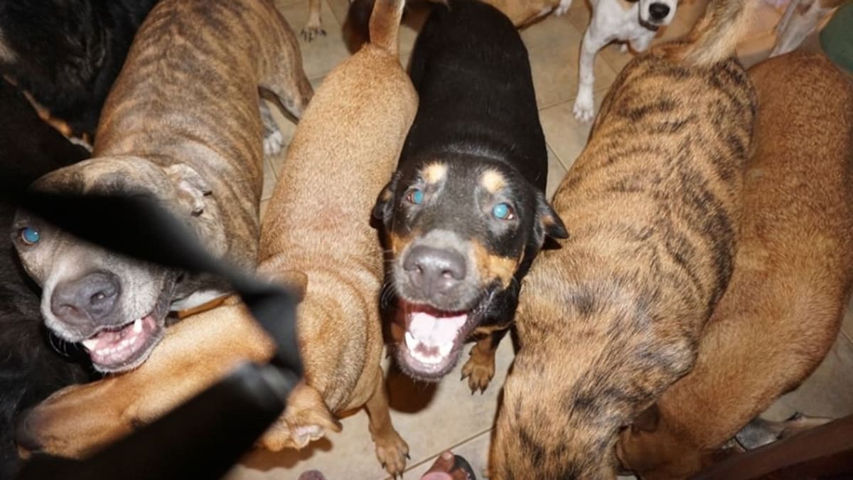 Ložnici obsadilo 79 psů bez domova.