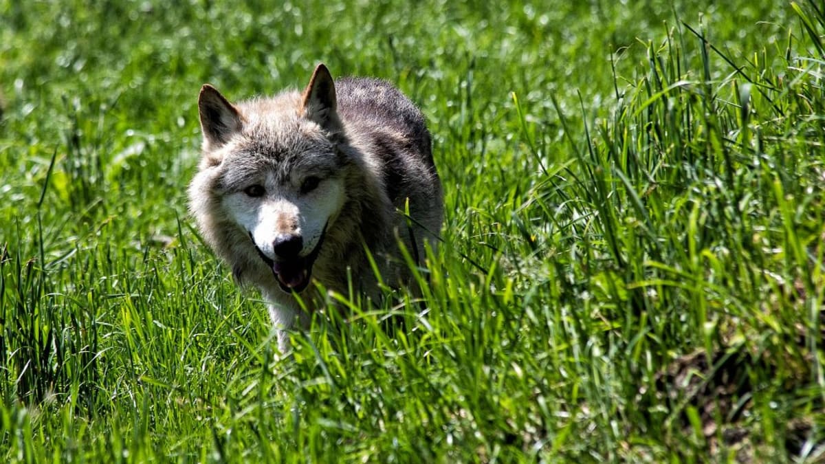 Nezabezpečené pastviny jsou vlky velkým lákadlem. Proto ochránci zvířat