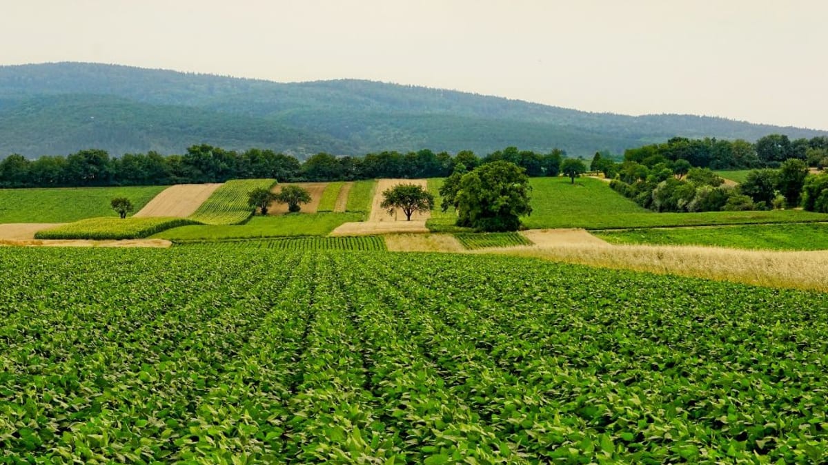 Menší a členitá pole, remízky, meze - to je nedílná součást ekologického zemědělství.