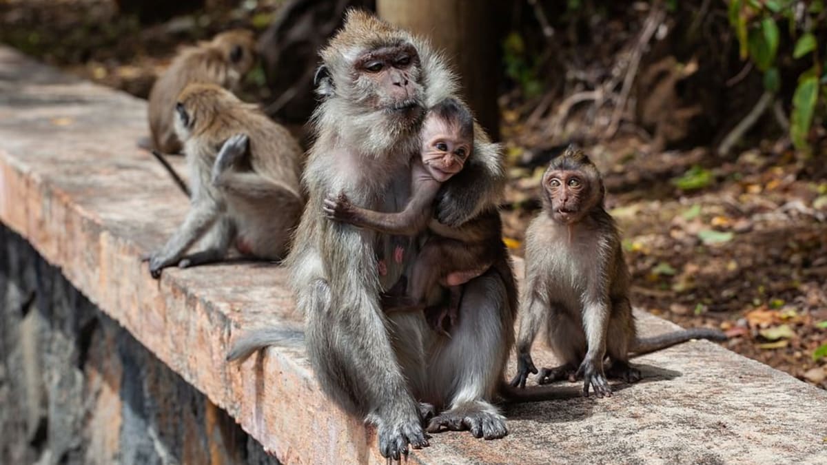 Malí makakové vyrůstají jen ve skupině matek. Otce nikdy nepoznají. I přesto poznají své příbuzné z jeho strany.