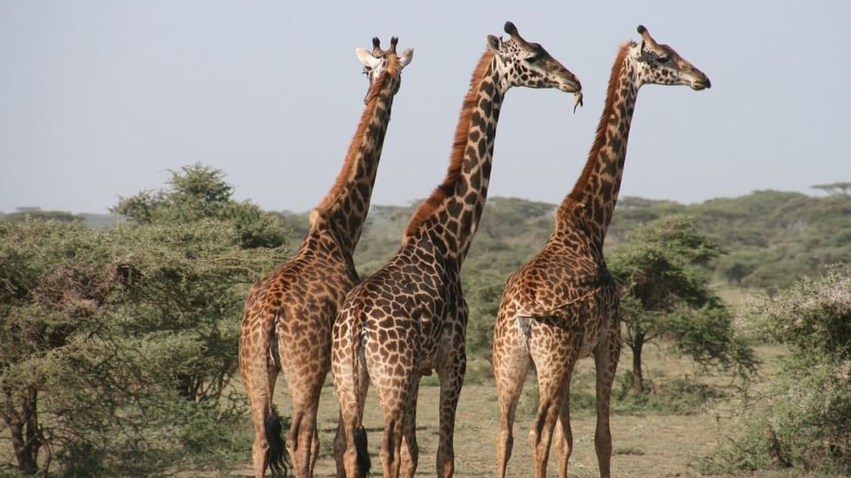V sedmi státech žirafy již vyhynuly. Naše děti je zřejmě budou znát jen z vyprávění.