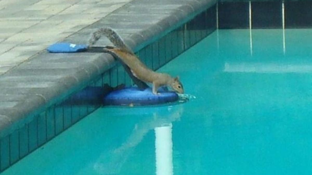 Veverky, žáby, ptáci - to jsou jen některá zvířata, která se v bazénech či nádržích na dešťovku mohou utopit.