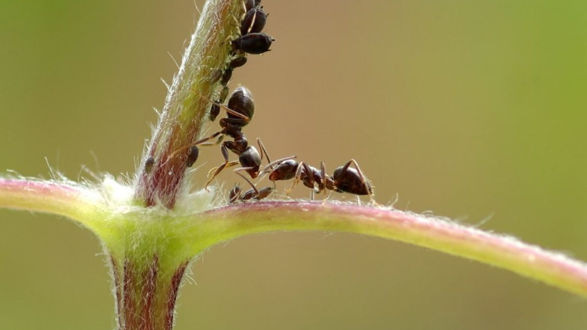 Mravenci - pasáčci mšic.