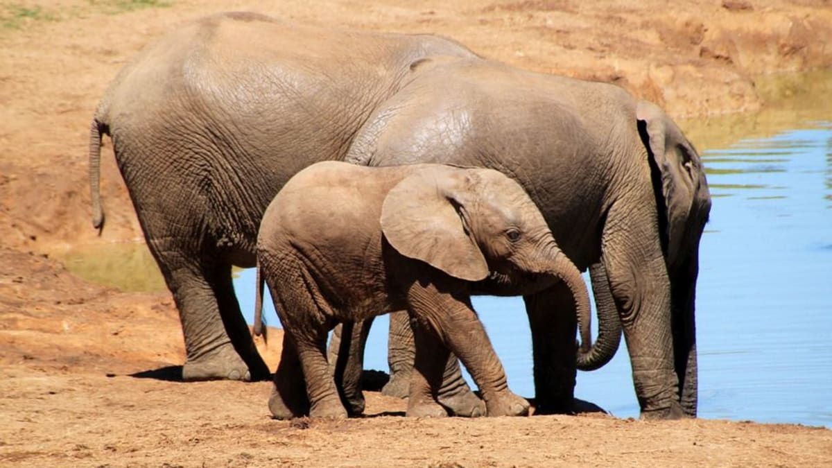 Ze Zimbabwe je každý rok vyvezeno více než sto sloních mláďat, která končí v čínských zoo. A to přesto, že jsou sloni ve většině afrických oblastí vážně ohroženi.