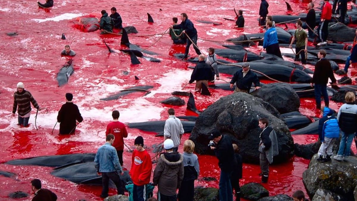 Masakr na Faerských ostrovech se odehrává každý rok.