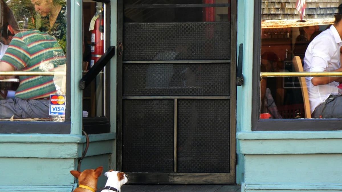 Tohle by se v Holandsku nestalo. Psi mají totiž přístup do většiny obchodů i restaurací.