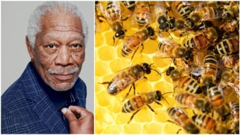 Inspirace hereckou legendou? Morgan Freeman přeměnil svůj ranč na útočiště pro včely