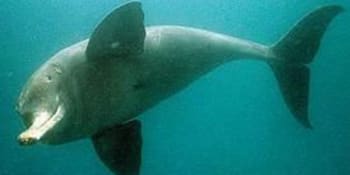 Zvíře ve znaku: Slepý delfín z kalných vod