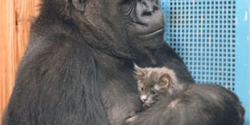 Vzpomínáme: Naučila se znakovat a milovala kočky. Slavná gorila Koko žije v našich srdcích dál