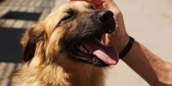 Holanďané bodují: Dostali psy z ulice a přiměli spoluobčany adoptovat „útulkáče“