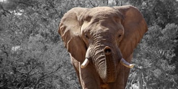 Velké vítězství pro slony africké! CITES zakázal jejich vývoz do zoo a cirkusů