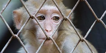 Týrání zvířat v německé laboratoři? Testování léků i lidského charakteru