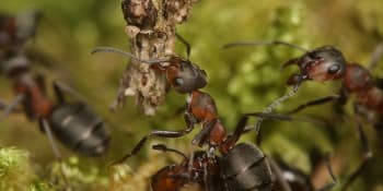 Když rozdíly mizí, 3. díl: Zahradničí, pěstuje, zotročuje i válčí. Co všechno nevíme o mravencích?