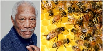 Inspirace hereckou legendou? Morgan Freeman přeměnil svůj ranč na útočiště pro včely