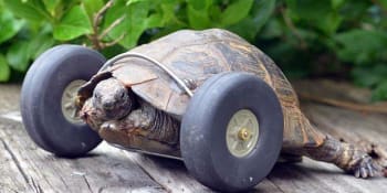Rychle a zběsile: Přišla o dvě nohy, dnes je nejrychlejší želvou Walesu