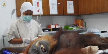 Sumaterští aktivisté zachránili další oběť palmového oleje – slepou orangutanku s tělem plným broků