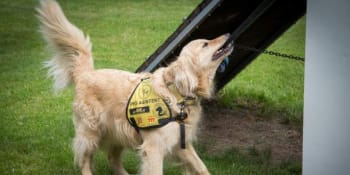 Falešní vodící a asistenční psi – celosvětový fenomén počesku