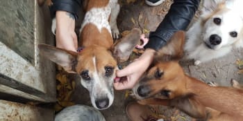 Lesánci: Příběh dvacítky psů a rodiny bez domova