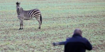 Z cirkusu v Německu utekly dvě zebry. Jednu policie zastřelila