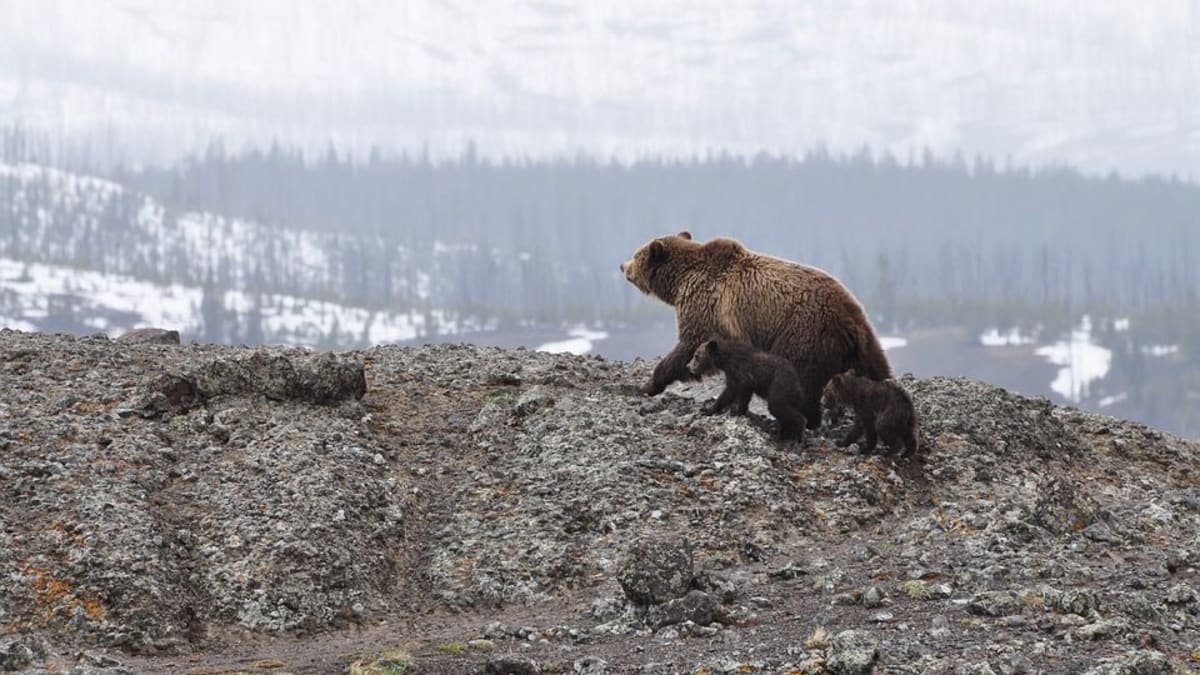 Medvědi patří v USA mezi "oblíbená" lovná zvířata. Ani na ně se nová pravidla nevztahují.