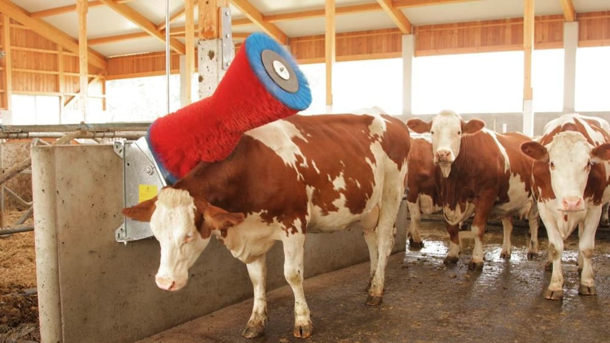 Skutečné obohacení pro krávy může mít třeba podobu "obyčejného" kartáče. Stačilo by jen naslouchat přirozeným potřebám zvířat.