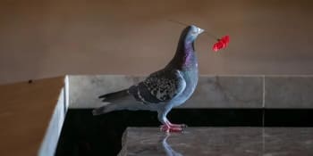 „Vzpomínkové“ hnízdo z vlčích máků na válečném památníku připomíná oběti válečných holubů