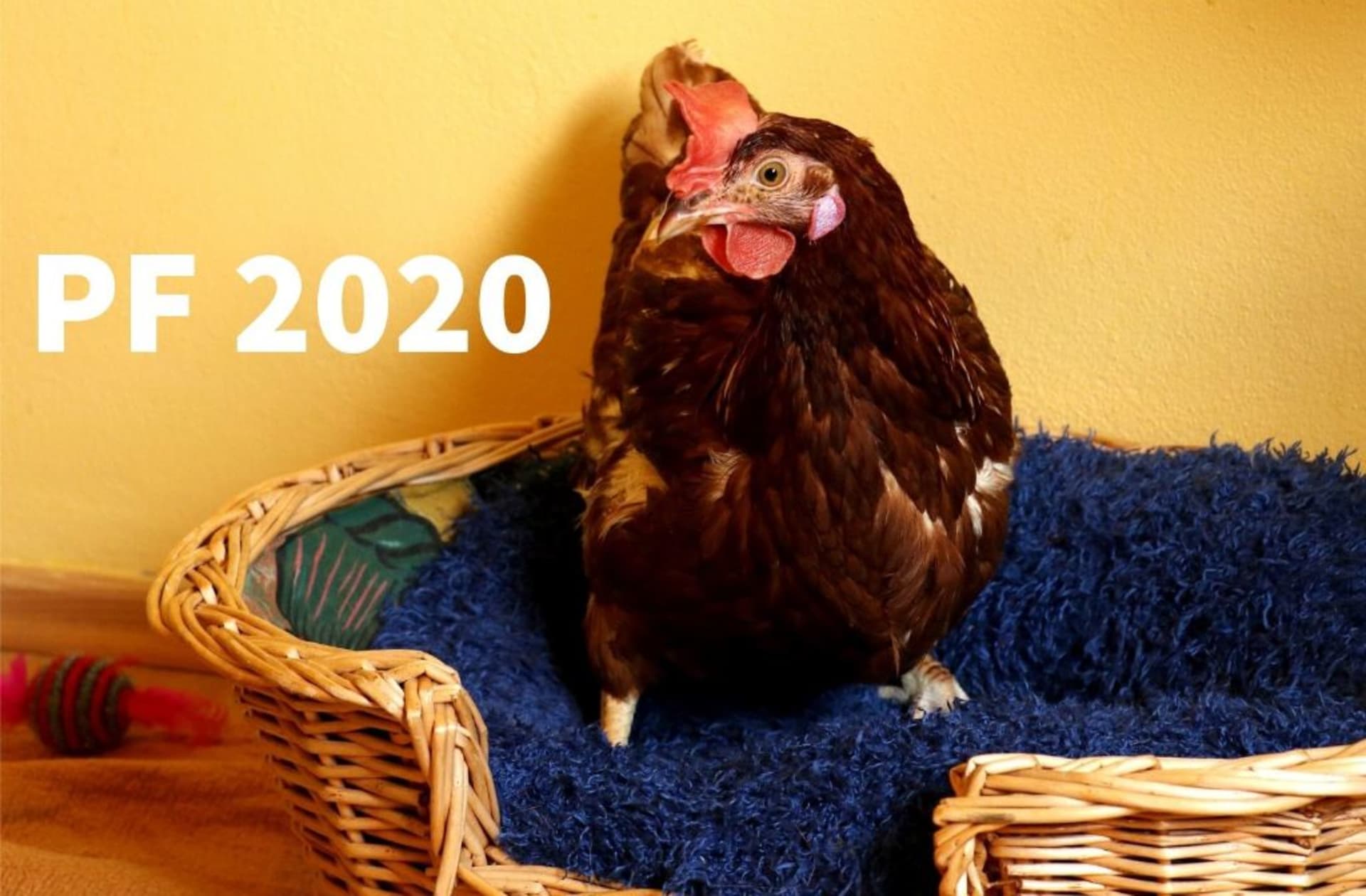PF 2020 – Ten novej rok nám krásně začíná. Tak ať ho máte celej moc úspěšnej! Držím nám všem pařátky.