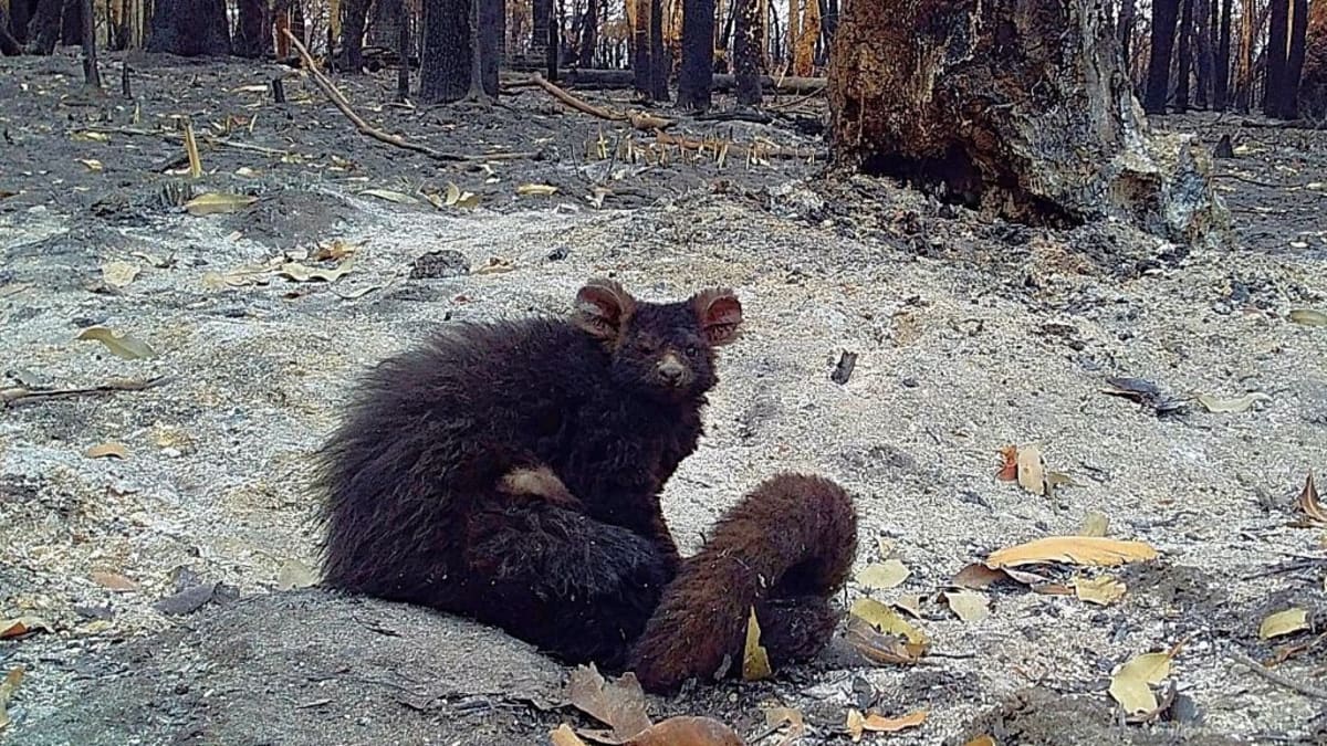 Popálený vakovec létavý, který patří mezi ohrožené druhy, požár přežil. Stamiliony jiných zvířat to štěstí ale neměly.