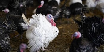 Ptačí chřipka na Táborsku: V prvním ohnisku nákazy uhynula polovina drůbeže