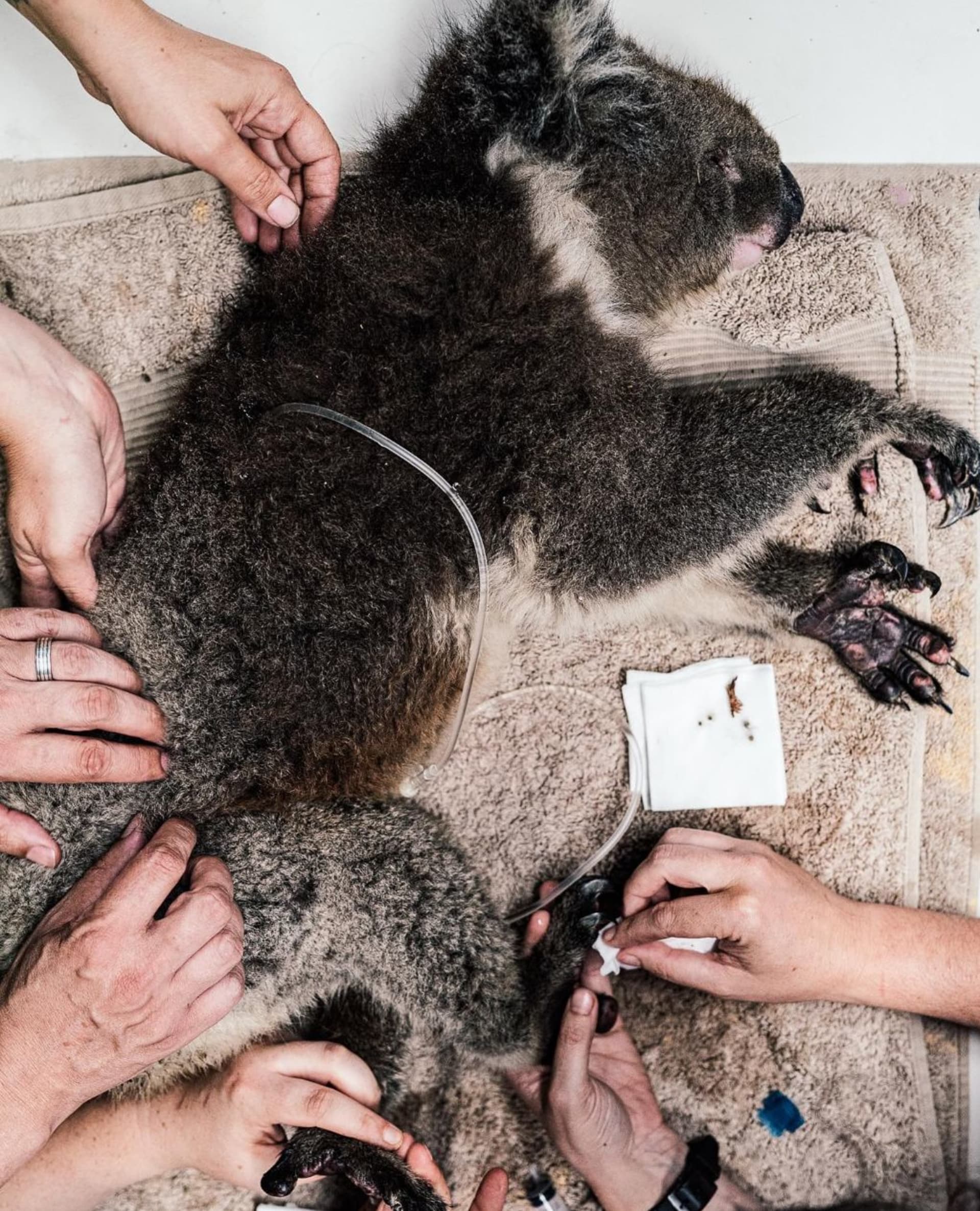 Zachráněná popálená koala, kterou se podařilo záchranářům sundat ze stromu. Požár lesa přežila jen ona.