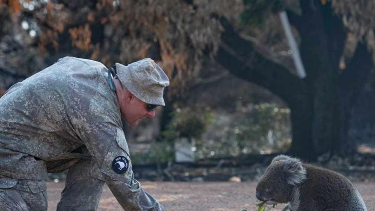 Vojáci z Nového Zélandu pomáhají při záchraně přeživších zvířat na Klokaním ostrově. Zdroj: NZ Defence Force