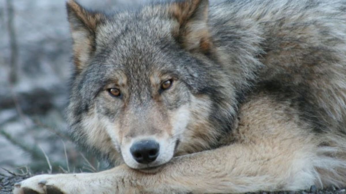 Díky nadaci a ochráncům zvířat vstávají vlci v Severní Americe znovu z popela.