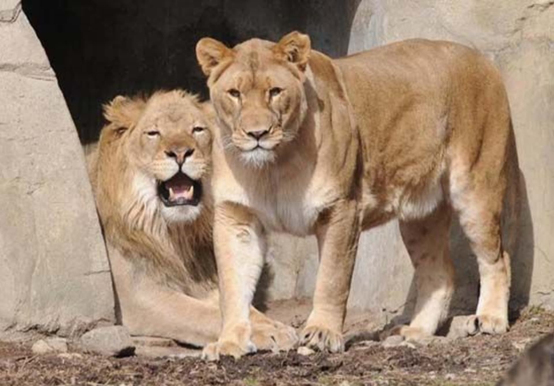 Spolu se Zendou žili v zoo celých dvanáct let.