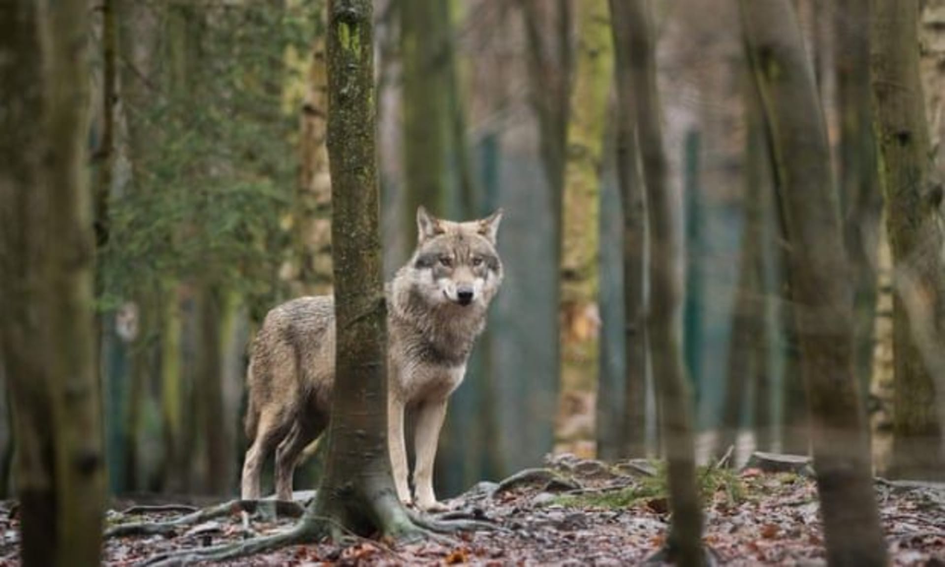 Belgie je poslední zemí kontinentální Evropy, do které se vlci vrátili.