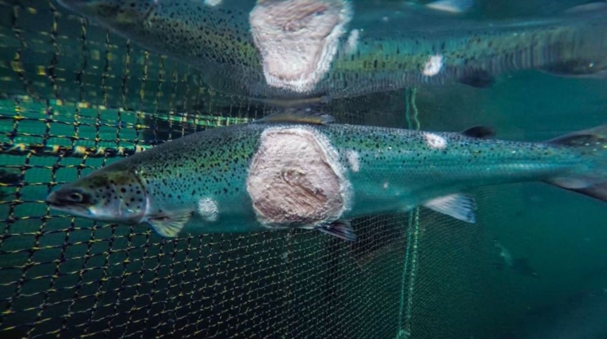 Ryby držené v umělých ohradách často trpí mnoha nemocemi.