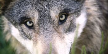 VIDEO: Vlci v Českém ráji? Bylo by to dobře, říká CHKO