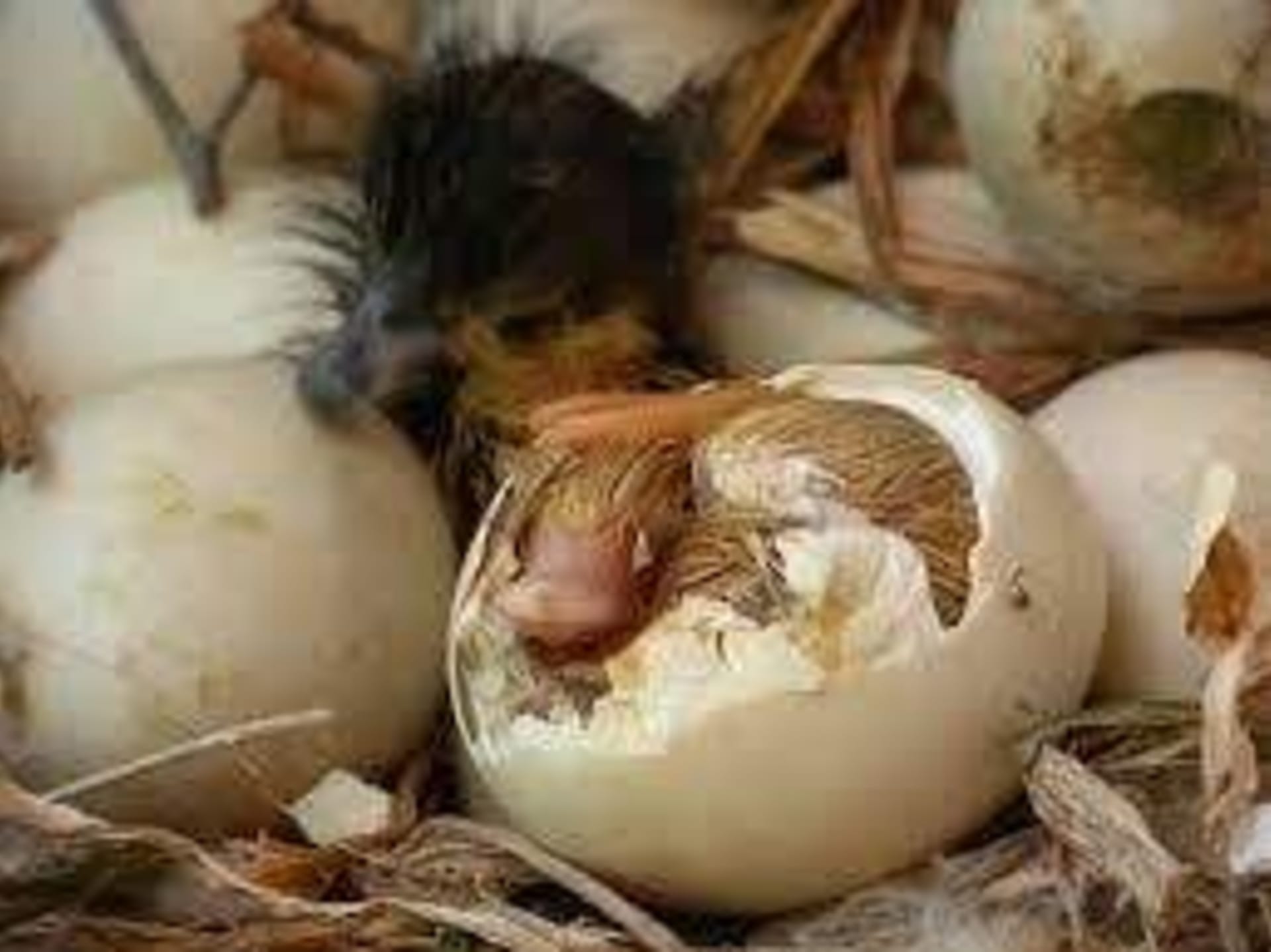 Ptakopyskové patří mezi několik pár druhů savců, kteří snášejí vejce.