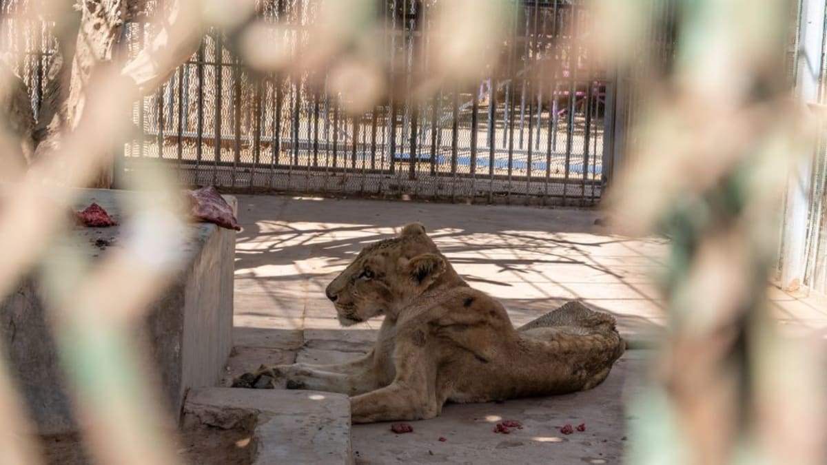 Zubožená zvířata čekají na záchranu, kterou komplikují súdánské úřady.