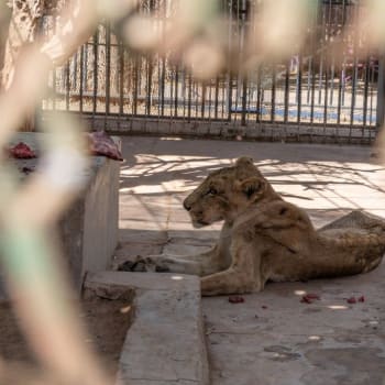 Zubožená zvířata čekají na záchranu, kterou komplikují súdánské úřady.