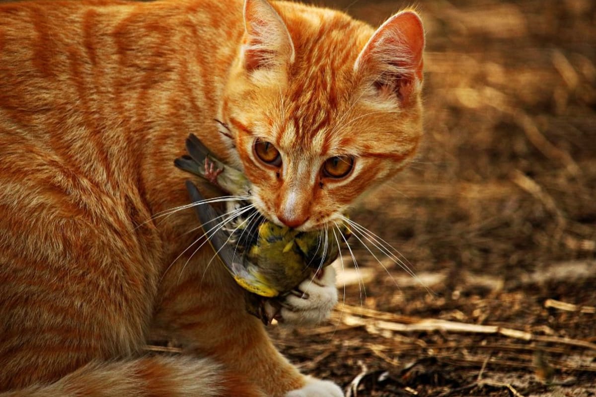 Není pravda, že kočky loví pouze nemocné ptáky. Foto: Pixabay.com