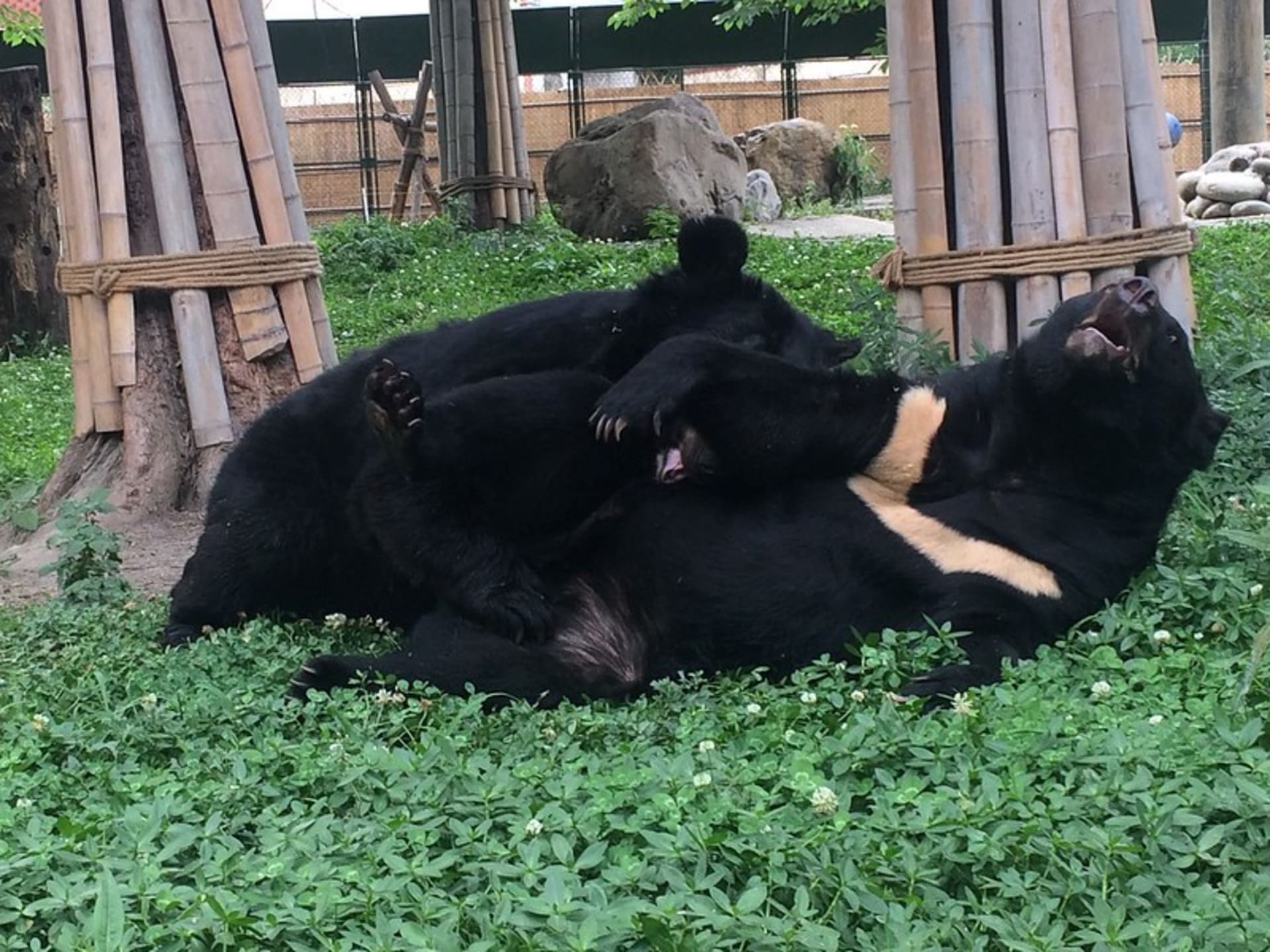 Mezi zachráněnými medvědy je i Bili a Mityan. Oba jsou bohužel kvůli zanedbané péči slepí. To jim však nebrání v užívání si života plnými doušky. Zdroj: Animals Asia